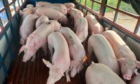 thực hư chuyện lợn sống nhập khẩu từ thái lan về việt nam có chất cấm hình 3