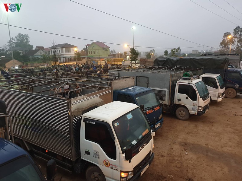 soi dong phien cho trau, bo lon nhat bac trung bo ngay cuoi nam hinh 2