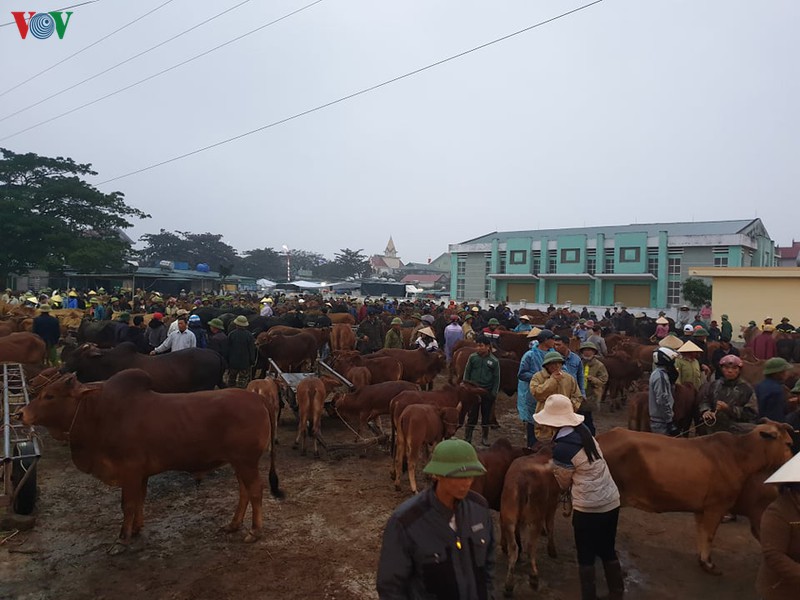 soi dong phien cho trau, bo lon nhat bac trung bo ngay cuoi nam hinh 3