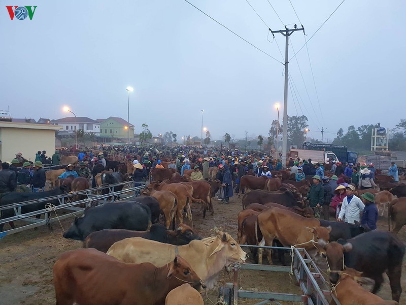 soi dong phien cho trau, bo lon nhat bac trung bo ngay cuoi nam hinh 4