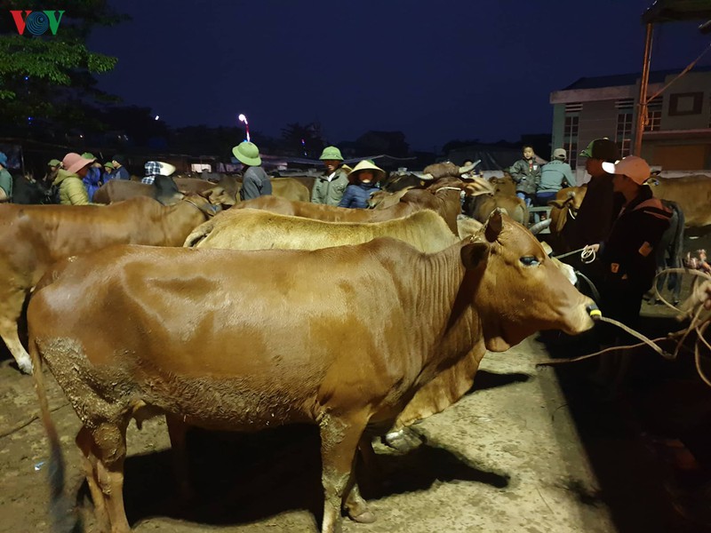 soi dong phien cho trau, bo lon nhat bac trung bo ngay cuoi nam hinh 6