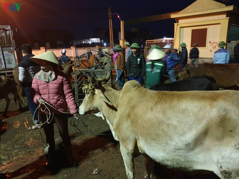 soi dong phien cho trau, bo lon nhat bac trung bo ngay cuoi nam hinh 8