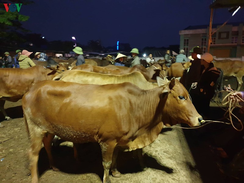 soi dong phien cho trau, bo lon nhat bac trung bo ngay cuoi nam hinh 9