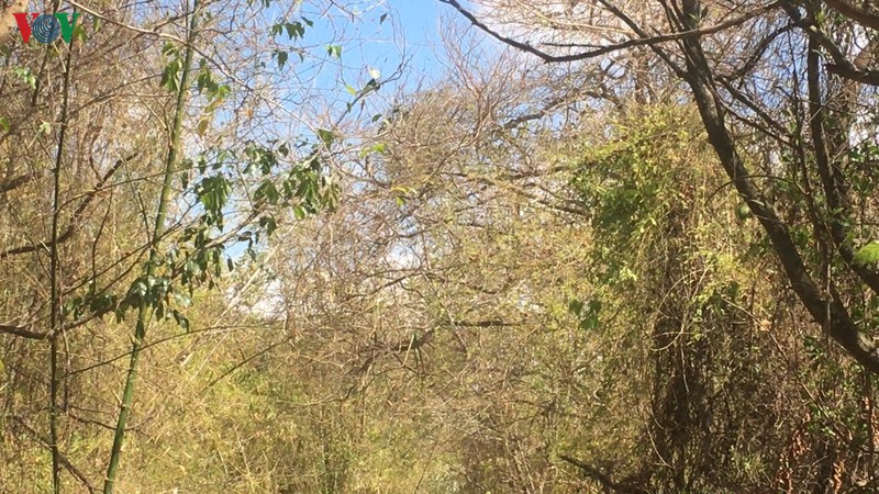 vuon chim bac lieu nguy co chay rung o cap cuc ky nguy hiem hinh 1