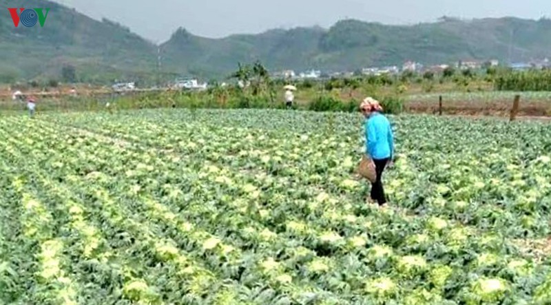 mua da o yen chau (son la) gay thiet hai khoang 4,5 ty dong hinh 1