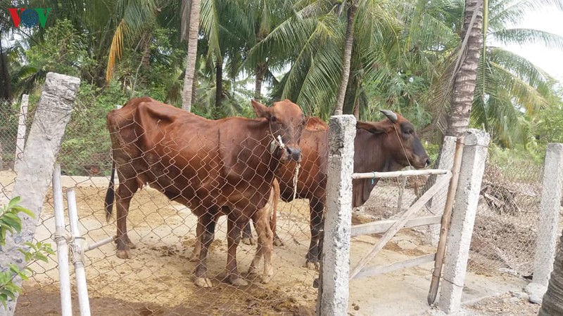 xu dua ben tre chung tay tim cach thich ung voi han man hinh 5