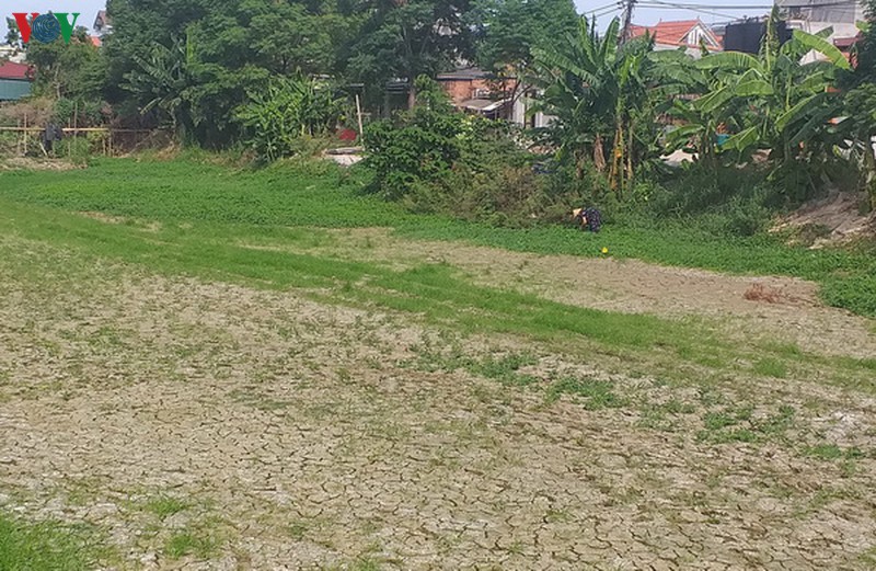 nang nong anh huong den hang nghin ha lua tai sinh o quang binh hinh 4
