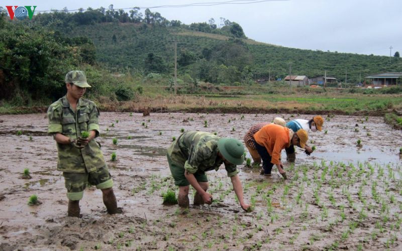 am no tinh quan dan tu canh dong dak huyt hinh 1