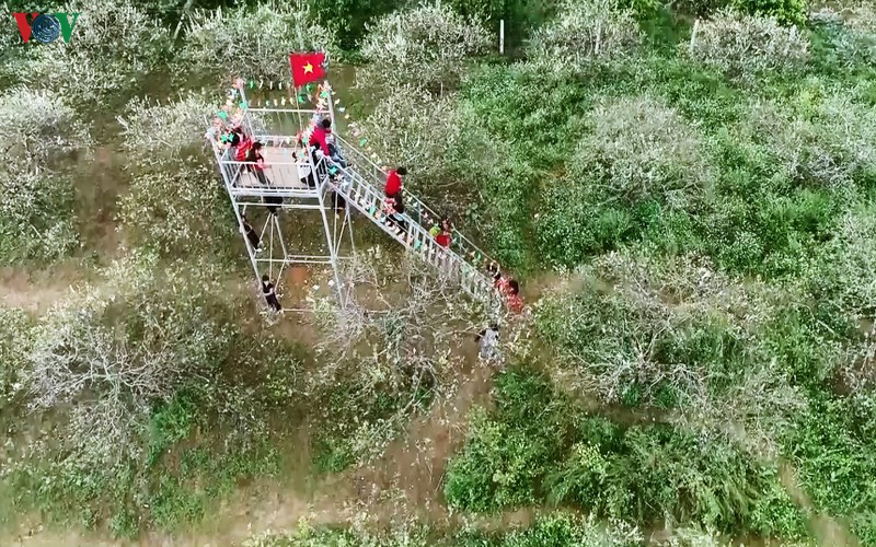 hoa man bung sac phu trang cao nguyen moc chau hinh 11