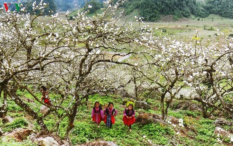 hoa man bung sac phu trang cao nguyen moc chau hinh 3