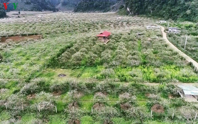 hoa man bung sac phu trang cao nguyen moc chau hinh 5