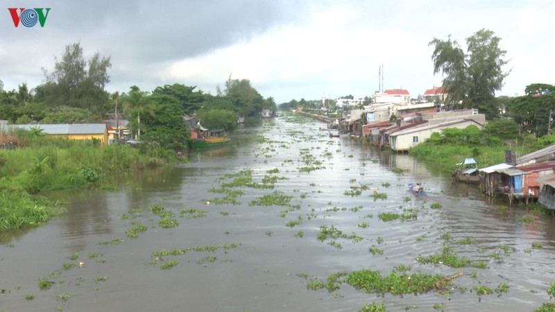 nong do man o hau giang tang cao len muc 15‰ do nang nong keo dai hinh 1