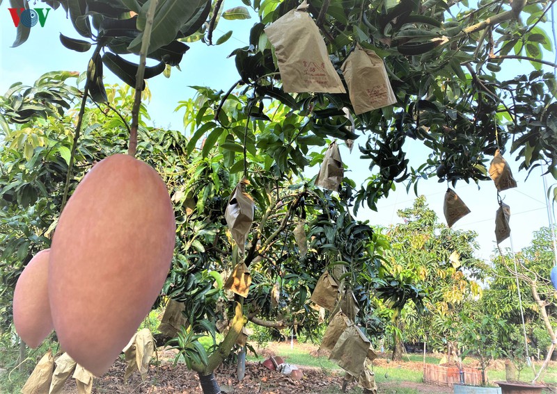 cho moi-vung dat giai phong sau cung cua an giang vuon minh phat trien hinh 3