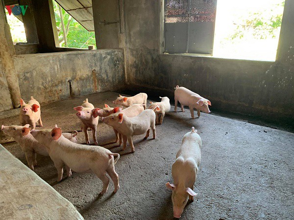 quang tri: vua tai dan vua ngan nguy co tai bung dich ta lon chau phi hinh 2