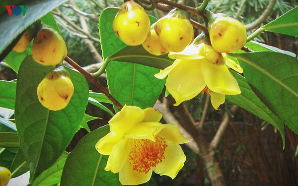 nhieu hoat dong van hoa dac sac tai le hoi tra hoa vang lan iii hinh 2