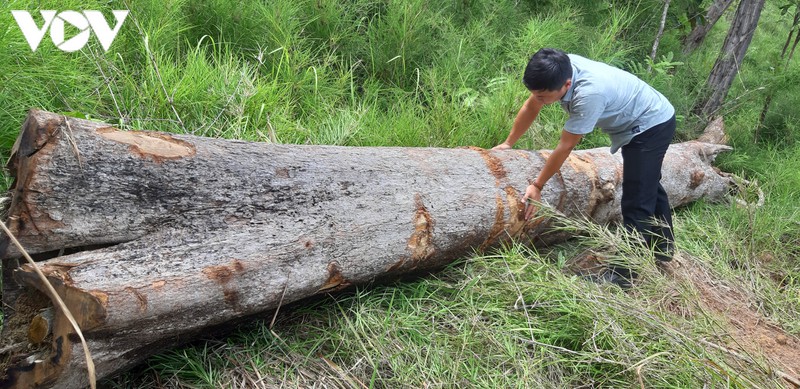 phat hien rung o bien gioi huyen chu prong, gia lai van bi tan pha hinh 1