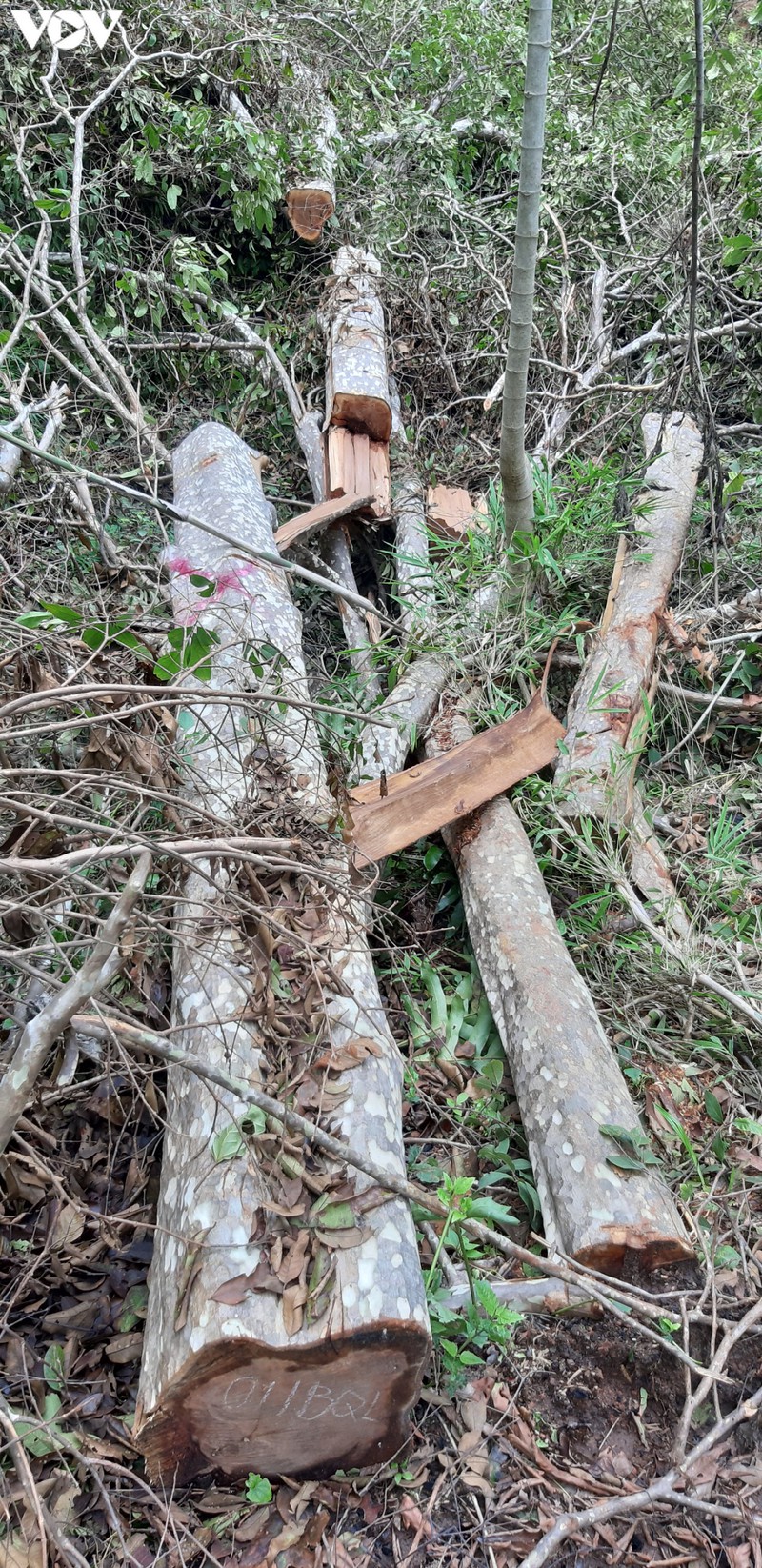 phat hien rung o bien gioi huyen chu prong, gia lai van bi tan pha hinh 7