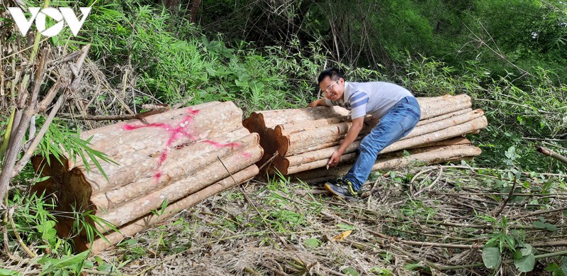 phat hien rung o bien gioi huyen chu prong, gia lai van bi tan pha hinh 9