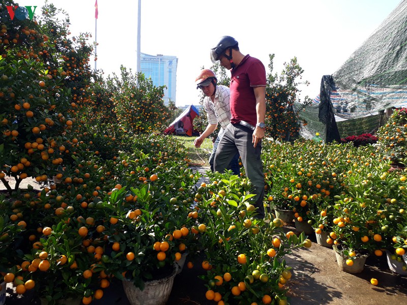 cho hoa tet o da nang: gia hoa mai giam manh, it nguoi mua hinh 2