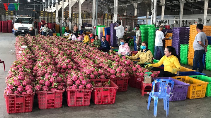 nha may che bien trai tuoi cong suat thap, thanh long bi dau ra hinh 1