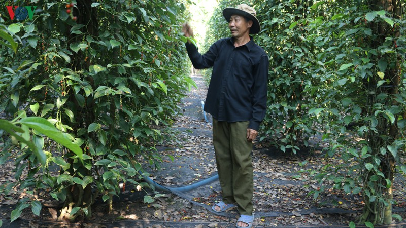 nguoi trong tieu binh phuoc lao dao vi mat mua, rot gia hinh 1
