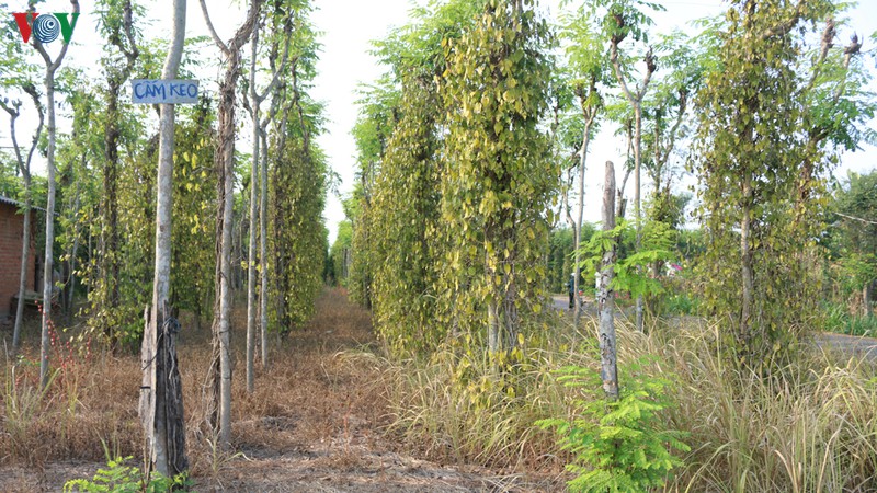 nguoi trong tieu binh phuoc lao dao vi mat mua, rot gia hinh 3