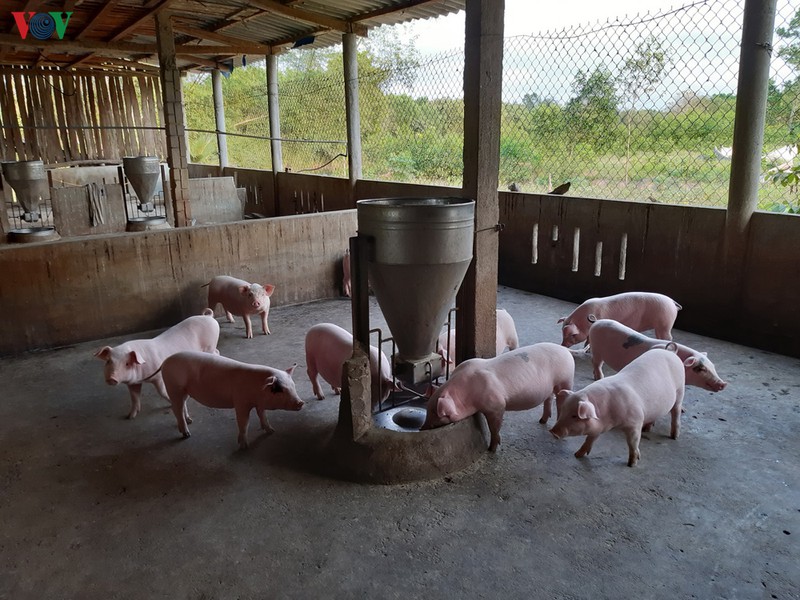 dich ta lon chau phi keo dai, quang tri tim huong khoi phuc chan nuoi hinh 3