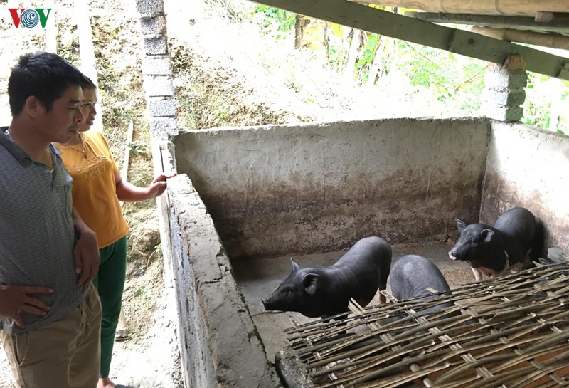 tai dan lon sau dich ta chau phi gap nhieu kho khan hinh 1