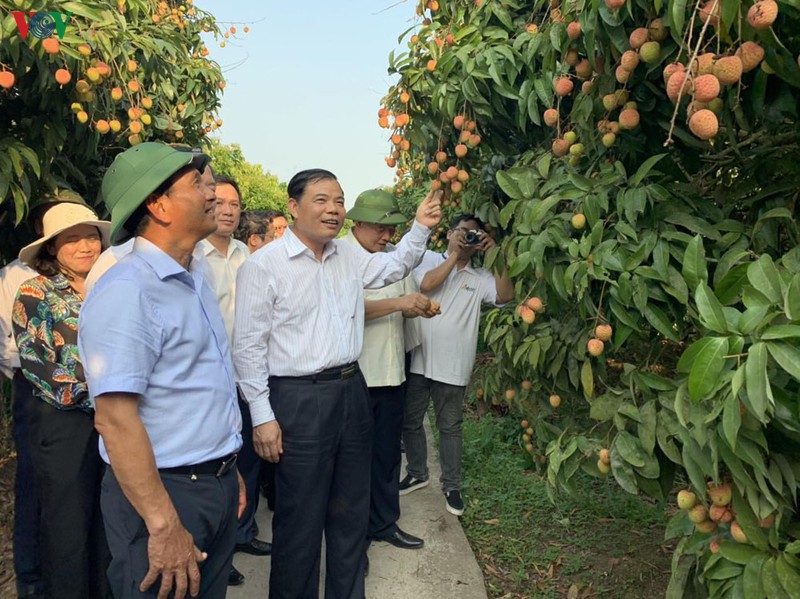 hai duong xuat lo vai dau tien di singapore, my, australia  hinh 1
