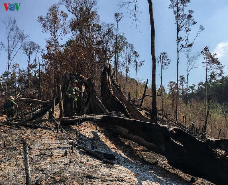 vu pha rung giap ranh o dak lak: cong an vao cuoc dieu tra hinh 1