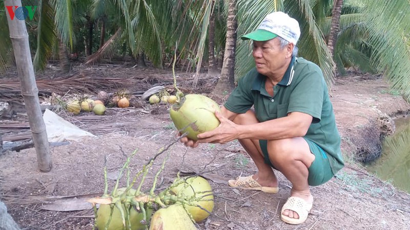 ben tre: gia dua cao nhung khan hang hinh 1