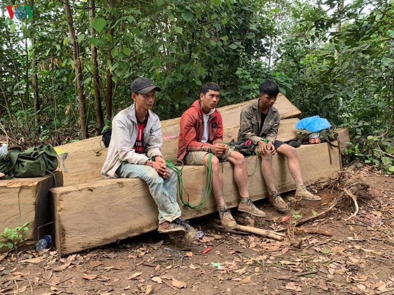 bat doi tuong cam dau vu khai thac go trai phep quy mo lon o dak lak hinh 2