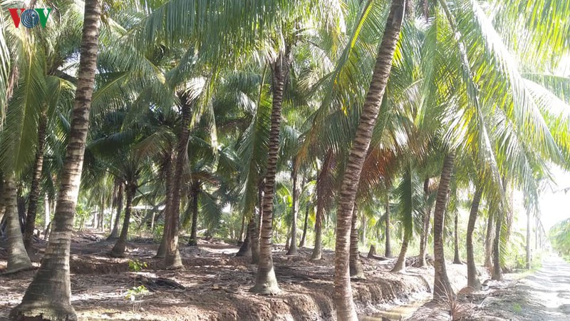 sau han man cay dua giam nang suat, nha vuon ben tre that thu hinh 1