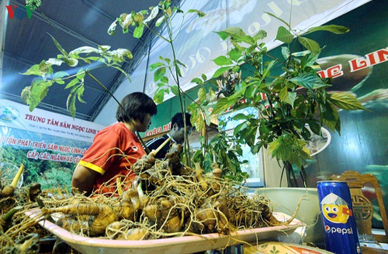 mua thiet bi de kiem nghiem phat hien sam ngoc linh gia mao hinh 1