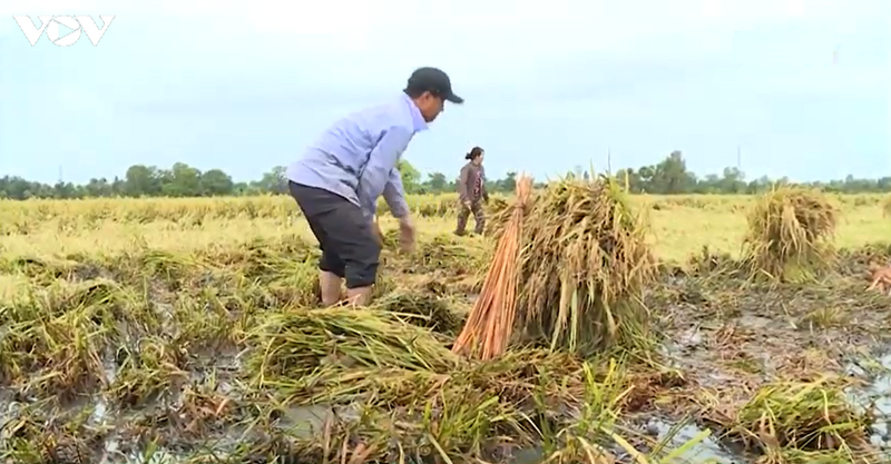lua do nga khong the thu hoach bang may duoc hinh 2