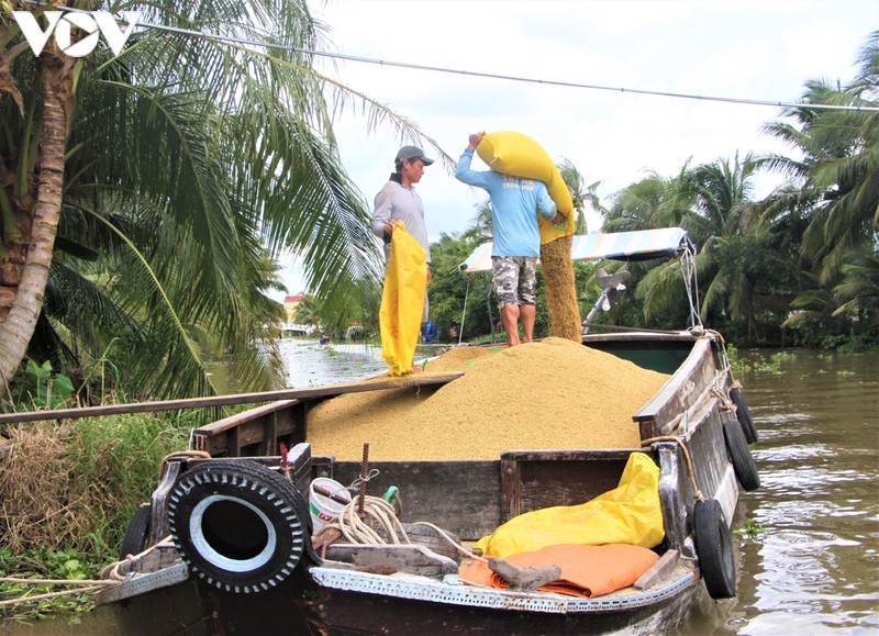 lua gao tang gia, doanh nghiep va nong dan dbscl phan khoi. hinh 2