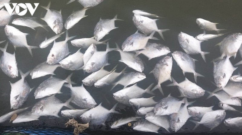 ca long chet bat thuong, nguoi nuoi thiet hai tien ty hinh 1