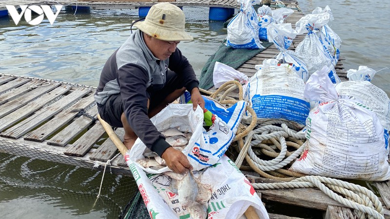 ca long chet bat thuong, nguoi nuoi thiet hai tien ty hinh 2