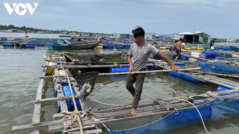 ca long chet bat thuong, nguoi nuoi thiet hai tien ty hinh 3