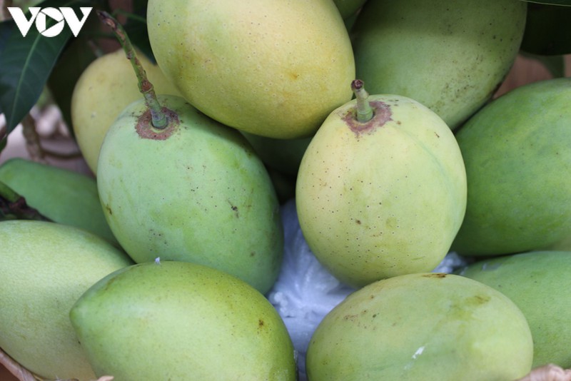 mao danh ma so vung trong xoai: khong biet kien ai, tien dau de kien? hinh 1
