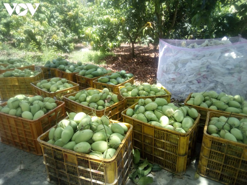 mao danh ma so vung trong xoai: khong biet kien ai, tien dau de kien? hinh 2