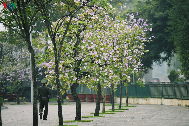 ngam sac hoa ban tay bac tinh khoi, dep nao long o ha noi hinh 11