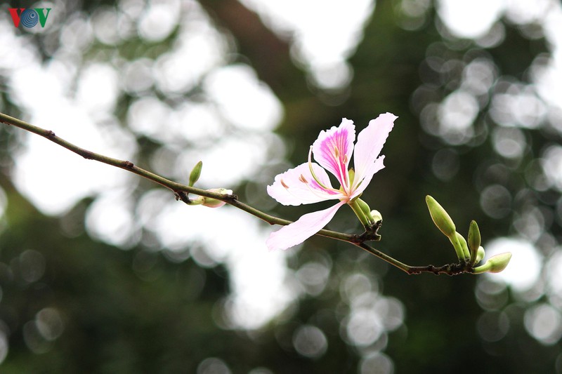 ngam sac hoa ban tay bac tinh khoi, dep nao long o ha noi hinh 7