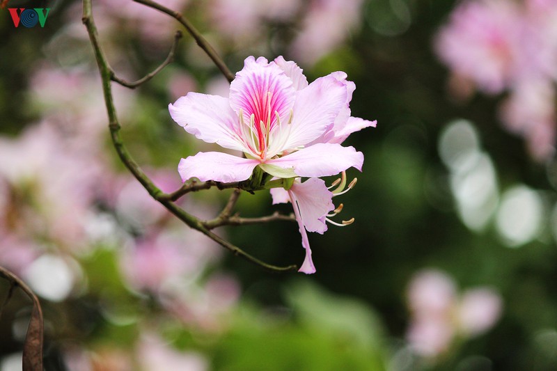 ngam sac hoa ban tay bac tinh khoi, dep nao long o ha noi hinh 6
