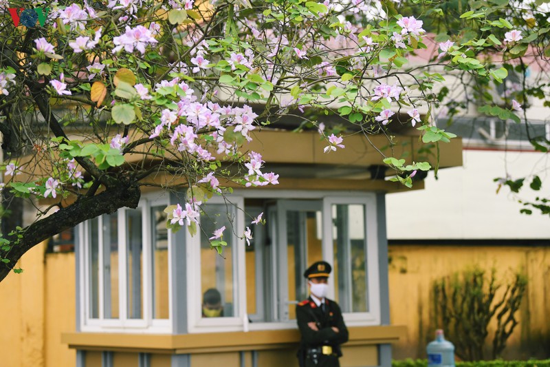 ngam sac hoa ban tay bac tinh khoi, dep nao long o ha noi hinh 4