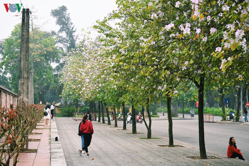 ngam sac hoa ban tay bac tinh khoi, dep nao long o ha noi hinh 8