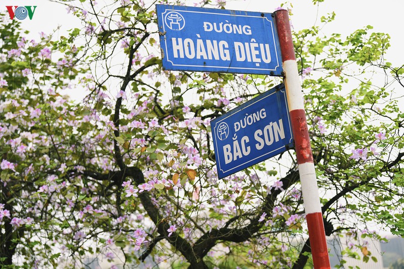 ngam sac hoa ban tay bac tinh khoi, dep nao long o ha noi hinh 2