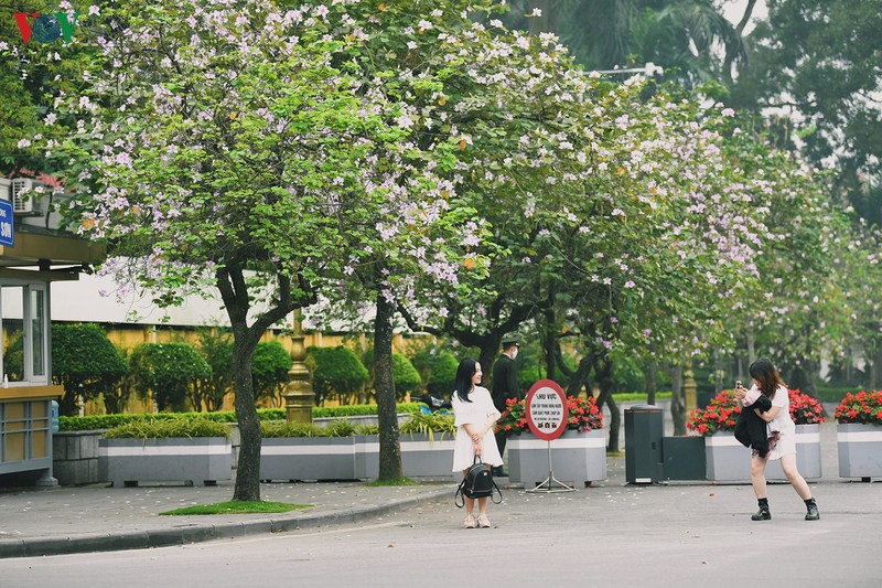ngam sac hoa ban tay bac tinh khoi, dep nao long o ha noi hinh 9