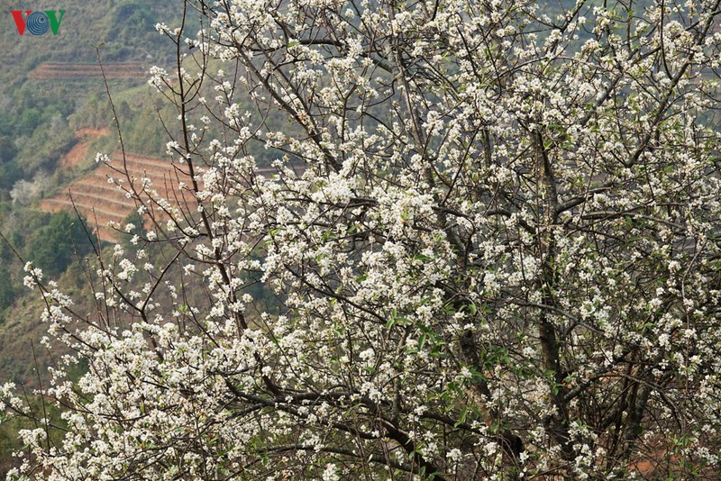 yen bai mua hoa son tra bung sang nui doi hinh 9