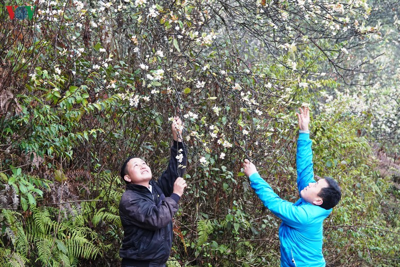 yen bai mua hoa son tra bung sang nui doi hinh 12